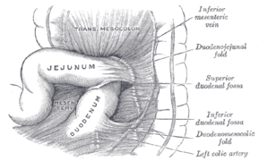 Fosa duodenal superior e inferior