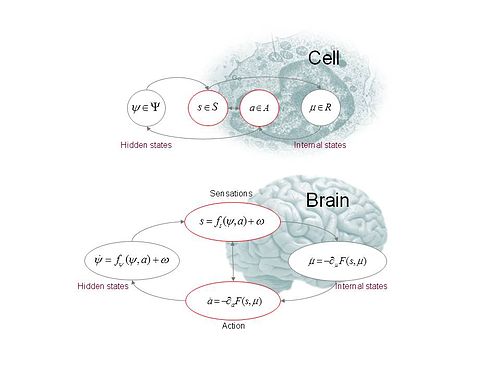 These schematics illustrate the partition of states into internal and hidden or external states that are separated by a Markov blanket – comprising sensory and active states. The lower panel shows this partition as it would be applied to action and perception in the brain; where active and internal states minimise a free energy functional of sensory states. The ensuing self-organisation of internal states then correspond perception, while action couples brain states back to external states. The upper panel shows exactly the same dependencies but rearranged so that the internal states are associated with the intracellular states of a cell, while the sensory states become the surface states of the cell membrane overlying active states (e.g., the actin filaments of the cytoskeleton).