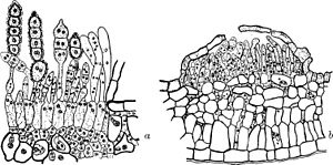 Telia van: a. Phragmidium rubi; b. Phragmidium violaceum