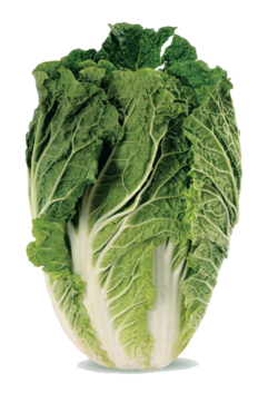 Brassica rapa