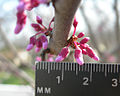 New redbud blossoms