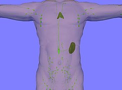 Lymphatic system. Thymus and spleen are clearly visible.