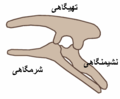 استخوان نشیمنگاهی در جانوران پرنده‌کَفَل