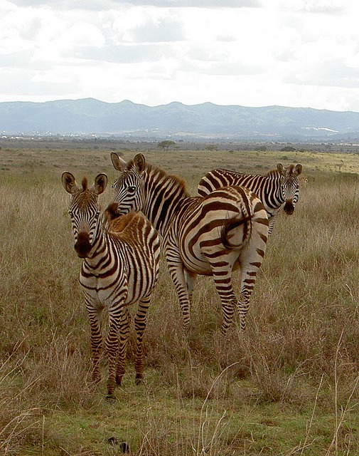 zebras