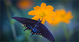 Butterfly on flower