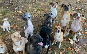 This Couple Made Their Home A Sanctuary For 12 Rescue Dogs