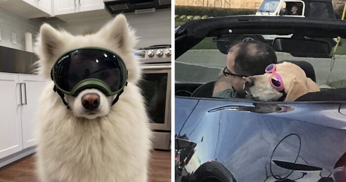 50 Of The Most Wholesome Images Of Dogs Wearing Sunglasses, Goggles, And Shades