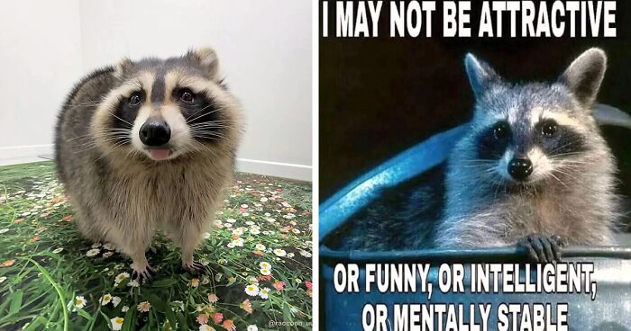 35 Adorable Raccoon Pics That Show It’s A Raccoons’ World And We Are Just Living In It