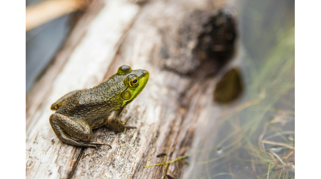   frog sitting on a piece of wood