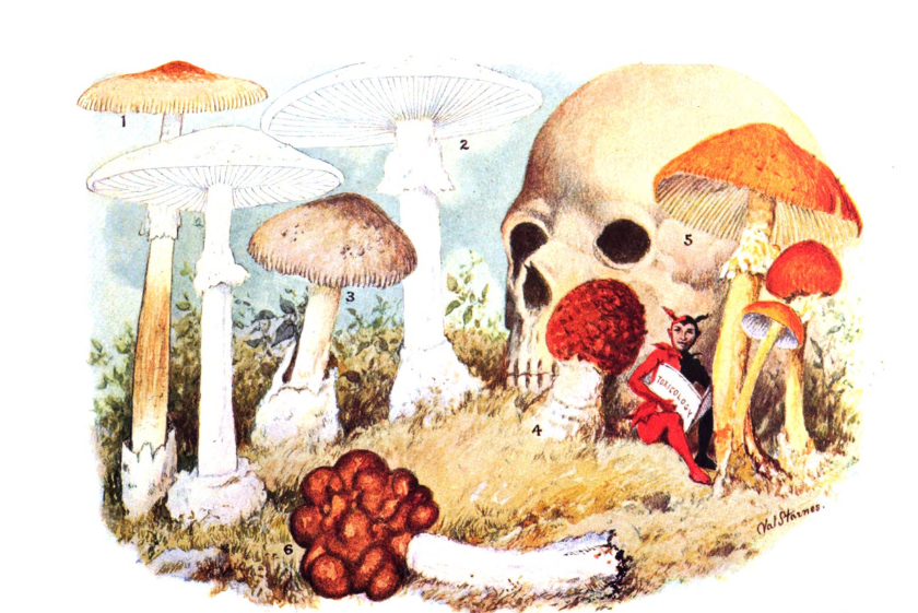 Large multi-colored illustration of mushrooms includes a human skull and devil.