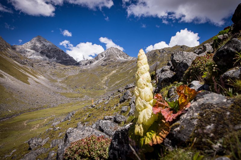 Nature’s pharmacy: Exploring the herbal riches of Bhutan’s highlands