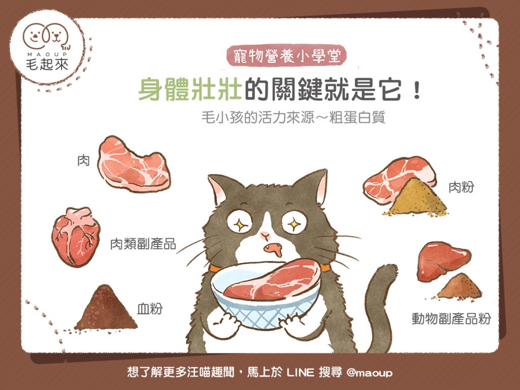 【毛孩食品解析】汪喵身體壯壯的關鍵就是它～粗蛋白質！