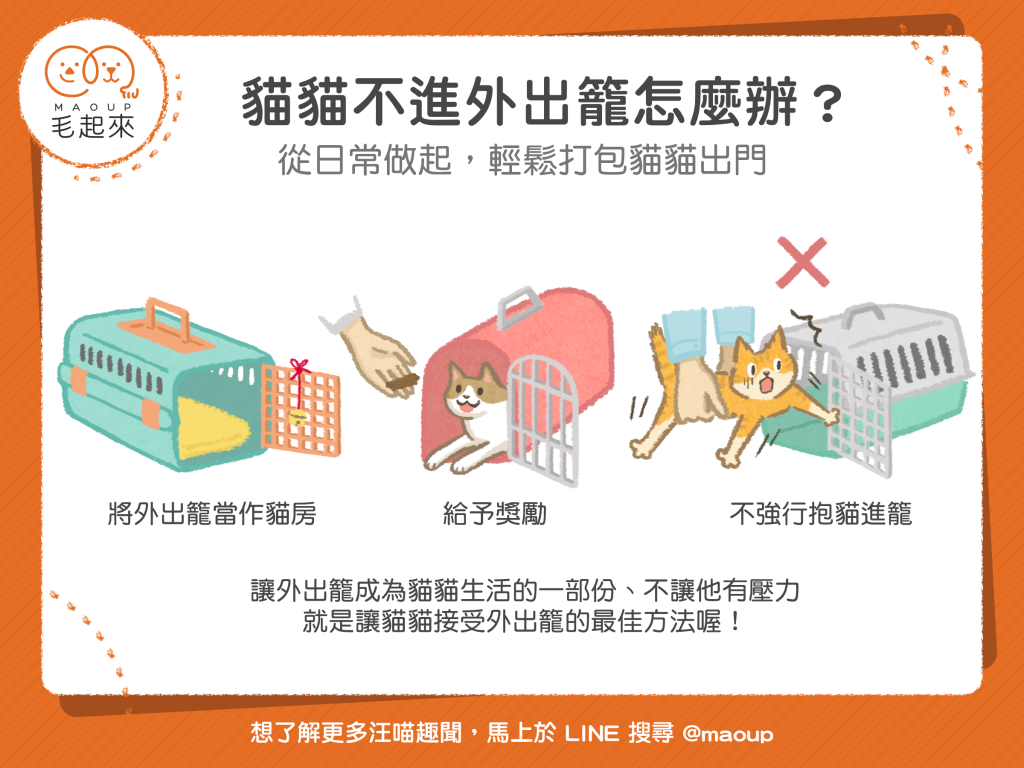 崩潰！貓貓就是不進外出籠怎麼辦？教你輕鬆打包貓貓出門的方法！