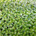 Duckweed (also known as water lentils) produce a large amount of nutrients in a small volume.