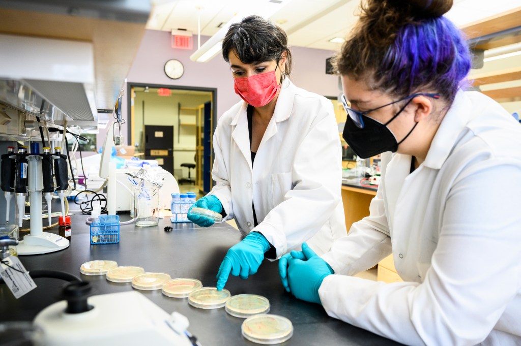 2 Scientists wearing masks looking at petri dishes.