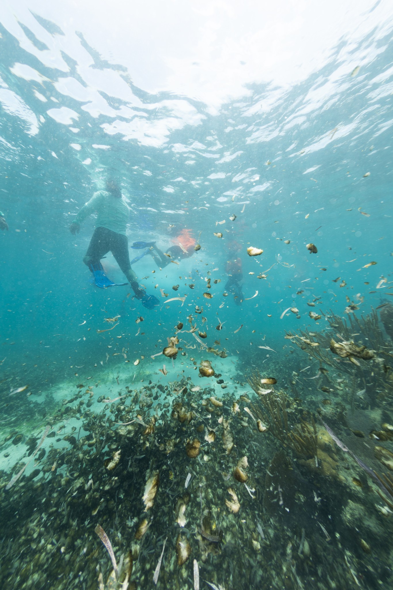 An underwater photo in shallow teal water shows the blurry silhouette of people swimming in the background, with bits of floating material in the foreground. This material looks like puffy brown cotton balls.