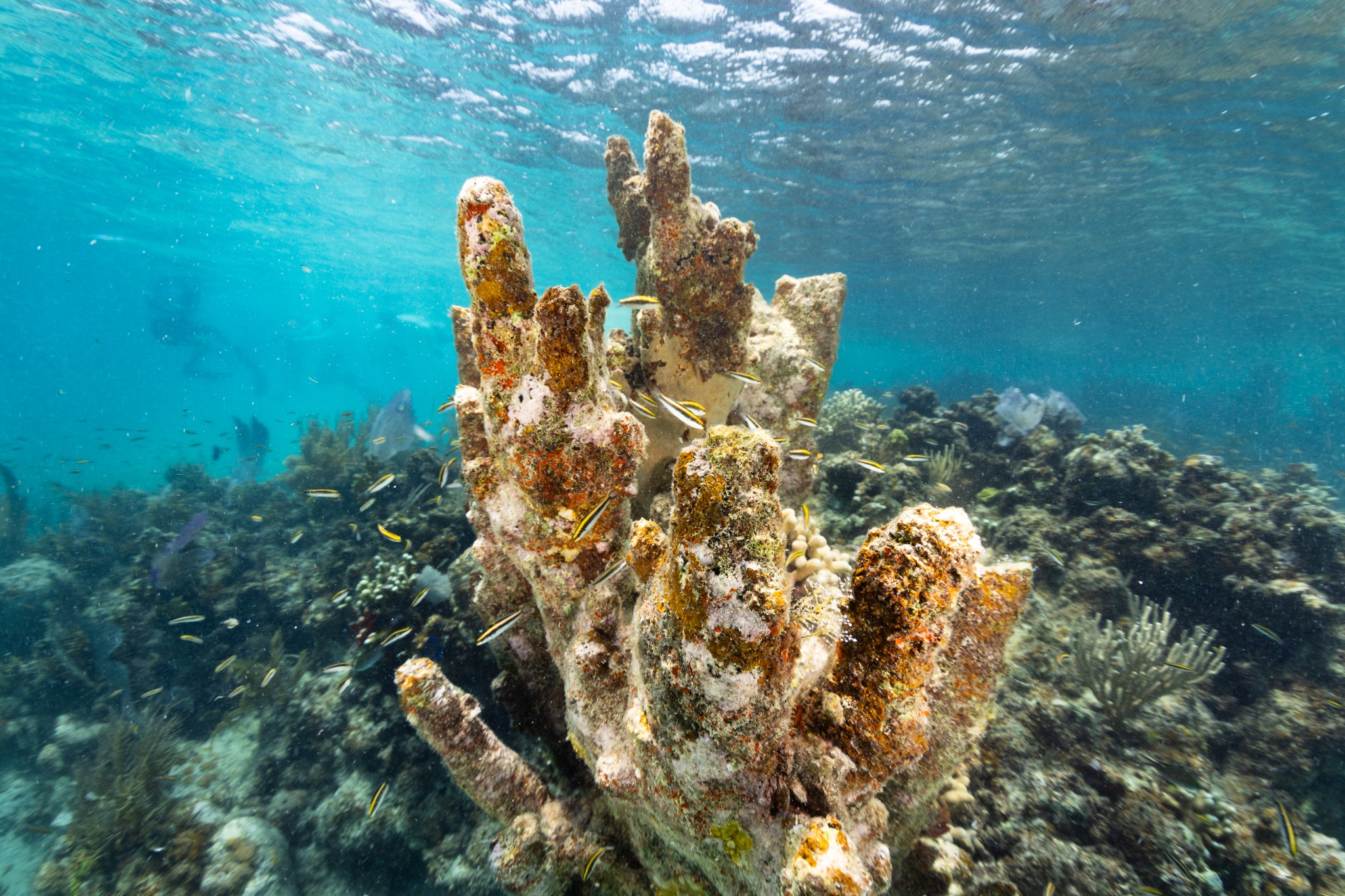 An underwater photo of a Juvenile black, white, and yellow-striped Bluehead wrasse fish dart in and out of a dead colony of golden colored pillar coral (Dendrogyra cylindrus), now covered in various algae, in the waters of Playa Melones, Puerto Rico.