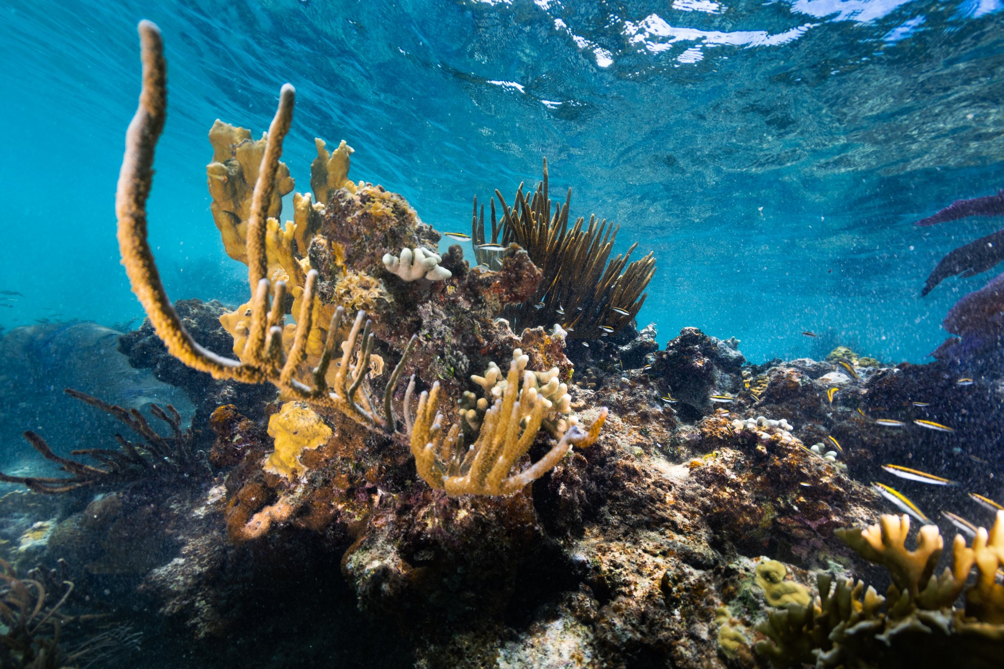 An underwater image of a juvenile black, white, and yellow-striped Bluehead wrasse fish dart in and out of a reef, composed of yellow fire coral (Millepora complanate, back left), branching finger coral (Porites furcate, front left), and various species of sea rods and sea fans. This coral reef sits in the waters of Playa Melones, Puerto Rico.