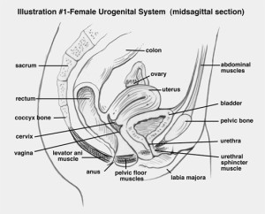 vulvovaginal_health_4-new