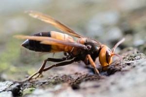 Murder Hornets Have Made Their Way to Europe